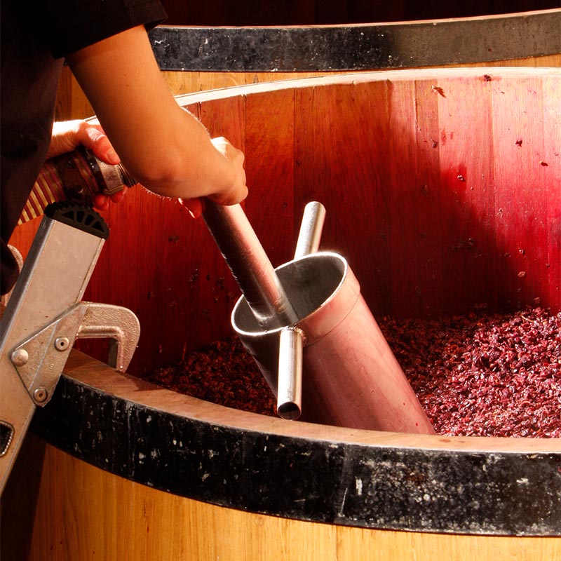 Harvested grape clusters being sorted on a winery production line during the winemaking process.